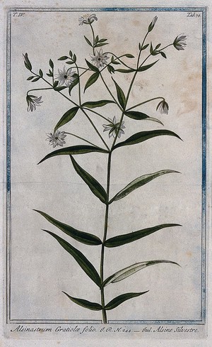 view Waterwort (Elatine sp.): flowering stem. Coloured etching by M. Bouchard, 177-.