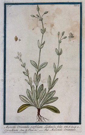 Chickweed (Cerastium perfoliatum): entire flowering and fruiting plant with separate flower, fruit and seed. Coloured etching by M. Bouchard, 177-.