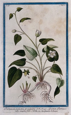 Grass of Parnassus (Parnassia palustris L.): entire flowering and fruiting plant. Coloured etching by M. Bouchard, 177-.