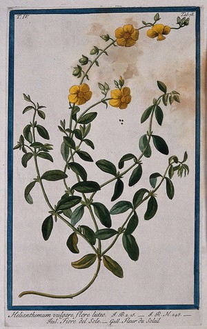 view Rockrose (Helianthemum vulgare): flowering and fruiting stem and seeds. Coloured etching by M. Bouchard, 177-.