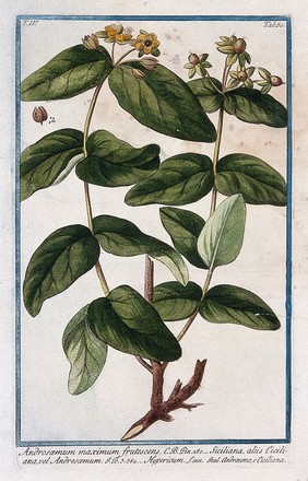 St. John's wort or tutsan (Hypericum androsaemum L.): flowering and fruiting stems, fruit and seeds. Coloured etching by M. Bouchard, 177-.