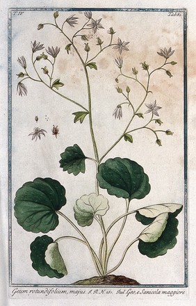 Saxifrage or rockfoil (Saxifraga rotundifolia): flowering and fruiting plant rising from earth mound with separate flower, fruit and seed. Coloured etching by M. Bouchard, 177-.