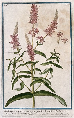 Purple loosestrife (Lythrum salicaria L.): flowering stem with separate flowers and calyx. Coloured etching by M. Bouchard, 177-.