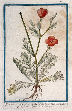 A plant (Glaucium sp.): entire flowering and fruiting plant with seed. Coloured etching by M. Bouchard, 177-.
