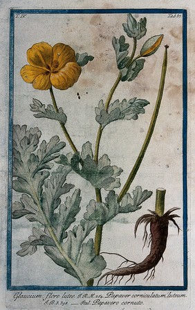 Yellow horned poppy (Glaucium flavum Crantz.): flowering and fruiting stem with separate root and seeds. Coloured etching by M. Bouchard, 177-.