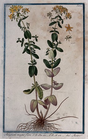 St. John's wort (Hypericum olympicum): entire flowering plant with separate floral segments and seed. Coloured etching by M. Bouchard, 177-.