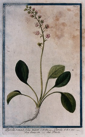 Wintergreen (Pyrola rotundifolia L.): entire flowering and fruiting plant. Coloured etching by M. Bouchard, 177-.