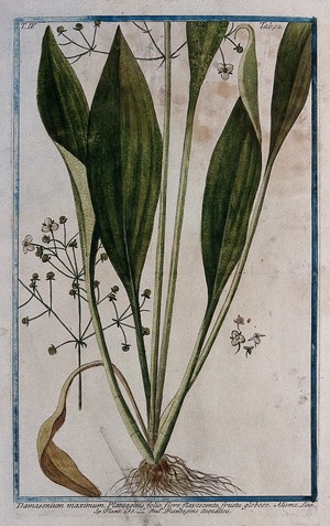 view Water plantain (Alisma flava): base of flowering stem with root and separate infructescence and floral segments. Coloured etching by M. Bouchard, 177-.