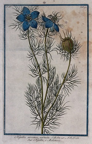 view A plant (Nigella arvensis) related to black cummin: flowering and fruiting stem with seeds. Coloured etching by M. Bouchard, 177-.