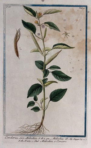 view A plant (Corchorus sp.) related to jute: entire flowering and fruiting plant with separate flower, fruit and seed. Coloured etching by M. Bouchard, 177-.