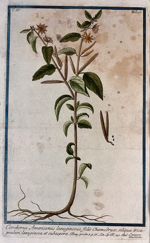 view A plant (Corchorus sp.) related to jute: entire flowering and fruiting plant with separate fruit and seed. Coloured etching by M. Bouchard, 177-.