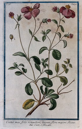 Rockrose (Cistus incana): flowering and fruiting stem with separate fruit and seed. Coloured etching by M. Bouchard, 177-.
