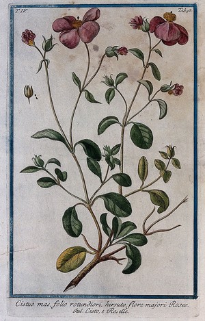 view Rockrose (Cistus incana): flowering and fruiting stem with separate fruit and seed. Coloured etching by M. Bouchard, 177-.