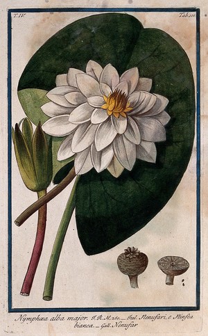 view White waterlily (Nymphaea alba L.): leaf, flowers, fruit and seed. Coloured etching by M. Bouchard, 177-.