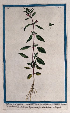 view Lythrum lineare: entire flowering and fruiting plant with separate flower, fruit and seed. Coloured etching by M. Bouchard, 1778.