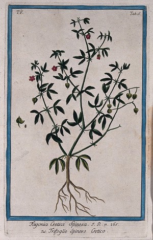 view Fagonia cretica L.: entire flowering and fruiting plant with separate fruit and seed. Coloured etching by M. Bouchard, 1778.