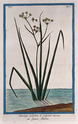 Arrowgrass (Triglochin palustris): flowering stems rising from water's edge with separate flower, fruit and seed. Coloured etching by M. Bouchard, 1778.