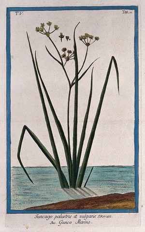 view Arrowgrass (Triglochin palustris): flowering stems rising from water's edge with separate flower, fruit and seed. Coloured etching by M. Bouchard, 1778.