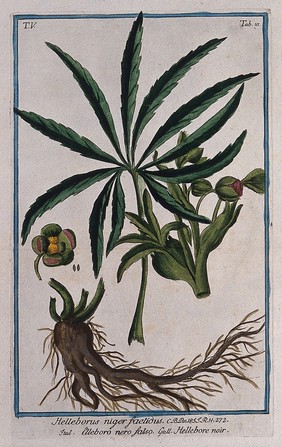 Green hellebore (Helleborus viridis L.): leaf, inflorescence, flower, root and seed. Coloured etching by M. Bouchard, 1778.