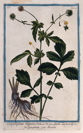 Wood avens (Geum urbanum L.): flowering and fruiting stem with separate root, floral segments and seed. Coloured etching by M. Bouchard, 1778.