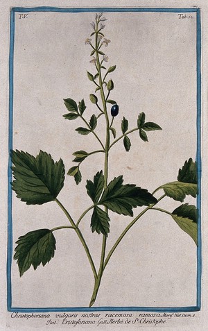 view Herb Christopher (Actaea spicata L.): flowering and fruiting stem. Coloured etching by M. Bouchard, 1778.