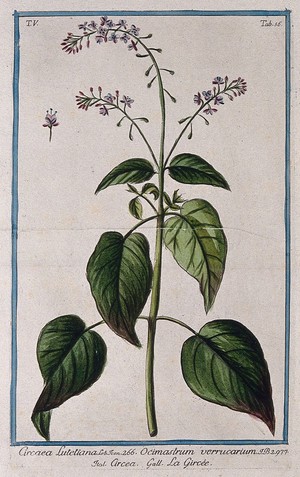 view Enchanter's nightshade (Circaea lutetiana L.): flowering stem with separate flower. Coloured etching by M. Bouchard, 1778.