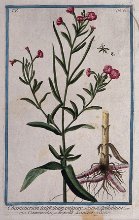 Willow-herb (Epilobium sp.): flowering stem with separate rootstock, floral segment and seed. Coloured etching by M. Bouchard, 1778.