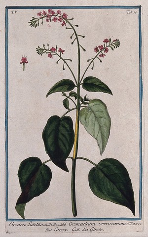 view Enchanter's nightshade (Circaea lutetiana L.): flowering stem with separate flower. Coloured etching by M. Bouchard, 1778.