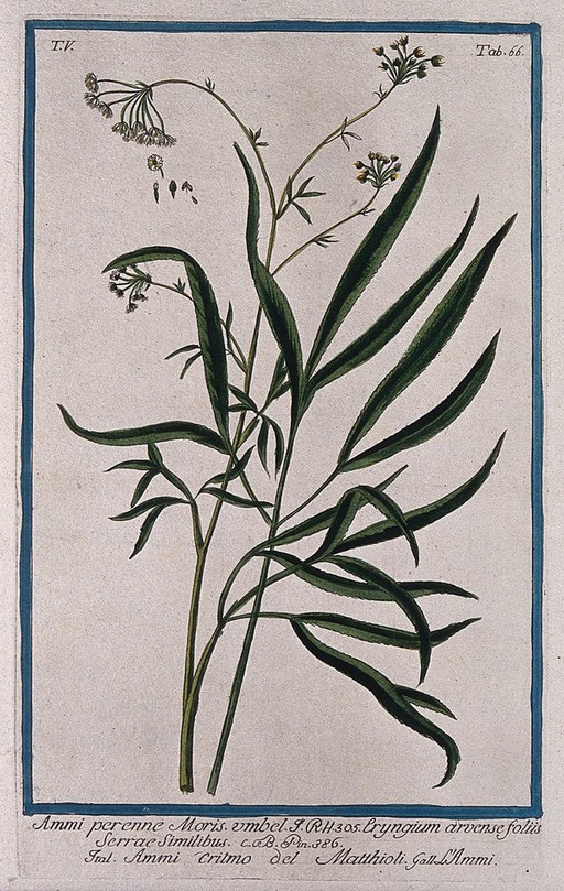 A species of the genus Ammi: flowering and fruiting stem with separate leaf, floral segments, fruit and seed. Coloured etching by M. Bouchard, 1778.