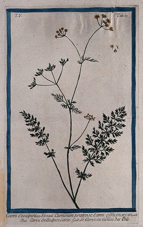 Caraway (Carum carvi L.): flowering and fruiting stem with separate floral segments. Coloured etching by M. Bouchard, 1778.