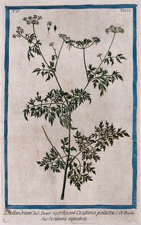 Water fennel (Oenanthe aquatica (L.) Poiret): flowering and fruiting stem with separate flower and fruit. Coloured etching by M. Bouchard, 1778.