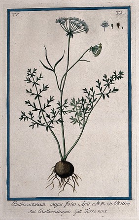 Bunium bulbocastanum L.: entire flowering and fruiting plant with separate flower, fruit and seed. Coloured etching by M. Bouchard, 1778.