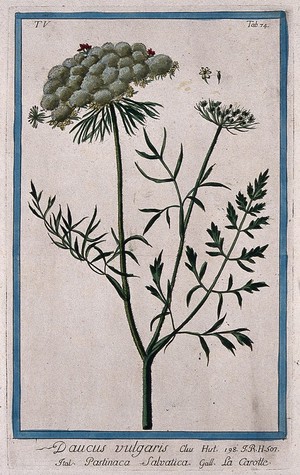 view Wild carrot (Daucus carota L.): flowering and fruiting stem with separate flower, fruit and seed. Coloured etching by M. Bouchard, 1778.