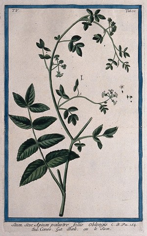 view A plant (Apium sp.): flowering and seeding stem with separate flower and fruit. Coloured etching by M. Bouchard, 1778.