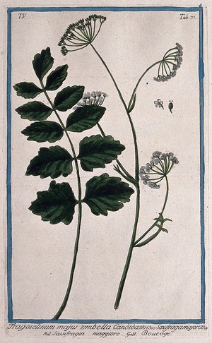 view Burnet saxifrage (Pimpinella saxifraga L.): flowering and fruiting stem with separate leaf, flower and fruit. Coloured etching by M. Bouchard, 1778.