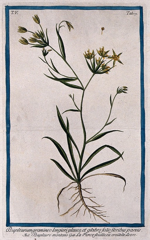 A species of the genus Bupleurum: entire flowering and fruiting plant with separate flower. Coloured etching by M. Bouchard, 1778.