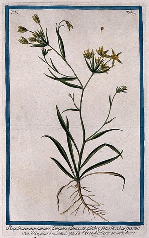 view A species of the genus Bupleurum: entire flowering and fruiting plant with separate flower. Coloured etching by M. Bouchard, 1778.