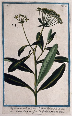 Bupleurum arborescens: flowering and fruiting stem with separate flower. Coloured etching by M. Bouchard, 1778.