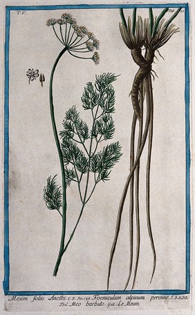 Baldmoney (Meum athamanticum Jacq.): flowering stem with separate rootstock, flower and seed. Coloured etching by M. Bouchard, 1778.