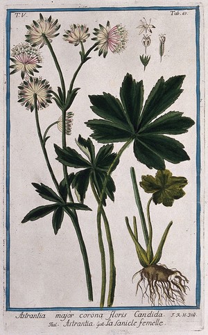 view Masterwort (Astrantia major Pallas): flowering stem with separate leaves, rootstock and floral segments. Coloured etching by M. Bouchard, 1778.