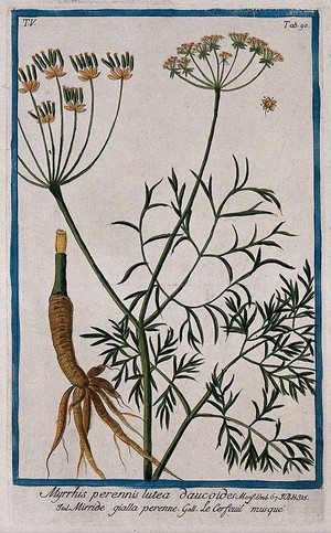 view Sweet cicely (Myrrhis odorata (L.) Scop.): flowering and fruiting stem with separate rootstock and flower. Coloured etching by M. Bouchard, 1778.