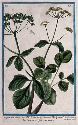 Alexanders (Smyrnium olusatrum L.): flowering and fruiting stem with separate fruit and seed. Coloured etching by M. Bouchard, 1778.