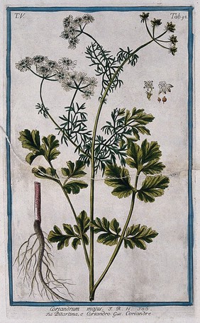 Coriander (Coriandrum sativum L.): flowering and fruiting stem with separate root, fruit and floral segments. Coloured etching by M. Bouchard, 1778.