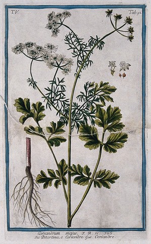 view Coriander (Coriandrum sativum L.): flowering and fruiting stem with separate root, fruit and floral segments. Coloured etching by M. Bouchard, 1778.