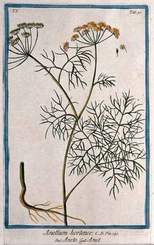 view Dill (Anethum graveolens L.): flowering and fruiting stem with separate root, flower and fruit. Coloured etching by M. Bouchard, 1778.