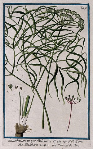 view Hog fennel (Peucedanum officinale L.): inflorescence, leaf, stem base, fruit and floral segments. Coloured etching by M. Bouchard, 1778.