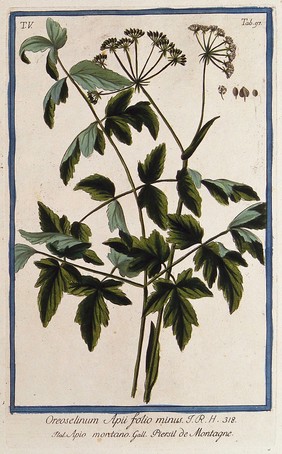 Peucedanum oreoselinum (L.) Munch.: flowering and fruiting stem with separate leaf, flower, fruit and seed. Coloured etching by M. Bouchard, 1778.