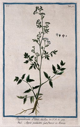Milk parsley (Peucedanum palustre (L.) Moench): entire flowering and fruiting plant with separate flower, fruit and seed. Coloured etching by M. Bouchard, 1778.