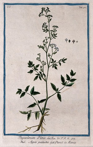 view Milk parsley (Peucedanum palustre (L.) Moench): entire flowering and fruiting plant with separate flower, fruit and seed. Coloured etching by M. Bouchard, 1778.