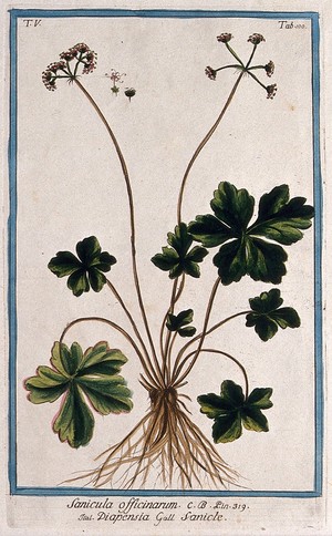 view Wood sanicle (Sanicula europaea L.): entire flowering and fruiting plant with separate flower, fruit and seed. Coloured etching by M. Bouchard, 1778.